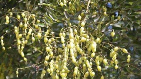  发病率|痔疮的天然“杀手”，每天用一点，止血消肿，告别有“痔”之士！