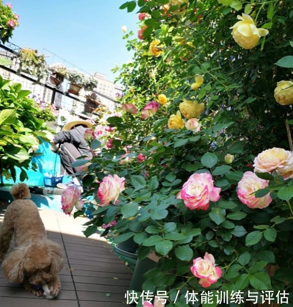 他痴迷养花,露台养了100多盆花,盆盆美爆,惊艳全小区!