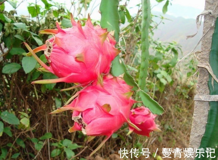 采收|火龙果美白减肥,排毒养颜,掌握六项栽培,一样种出优质火龙果来