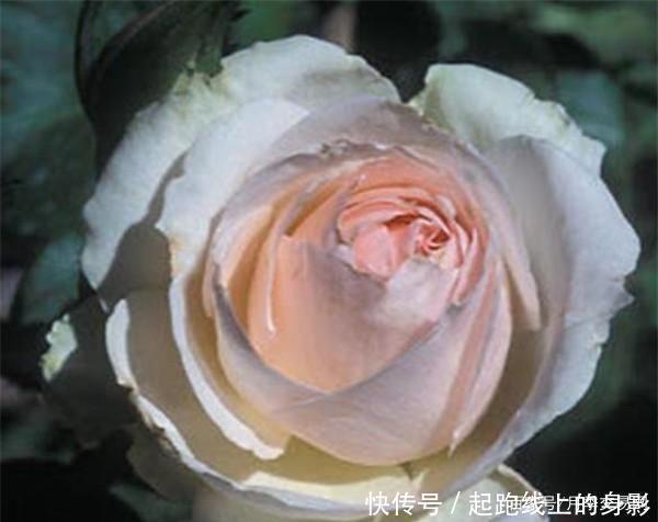 十大浓香月季排行榜,开花比香水还好闻,你喜欢哪种