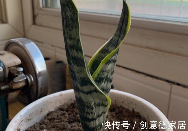 秋季养殖虎皮兰,室内盆栽该注意哪些?牢记3点不吃亏