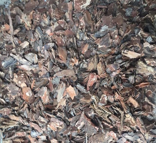 春天给兰花、君子兰换盆，土里多加“1种”小东西，生根快长得旺