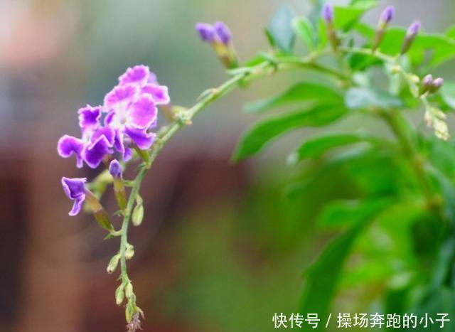 奶香小可爱蕾丝金露，味道迷人，街坊邻居都爱！