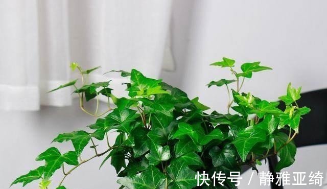 黄叶烂根|这四种过期药片可别扔了,兑水一浇,黄叶烂根都能治,花越长越旺!