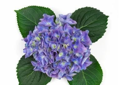 绣球花|托尼老师教您修剪绣球花,记住简单两点,拿剪刀的手再也不抖啦