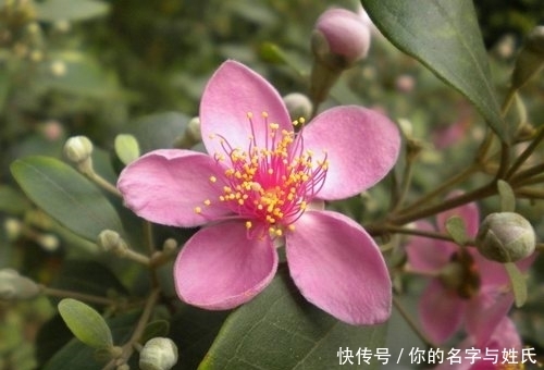 提个醒:在路边遇到这种野果,一定要摘回家,现在了解还不迟