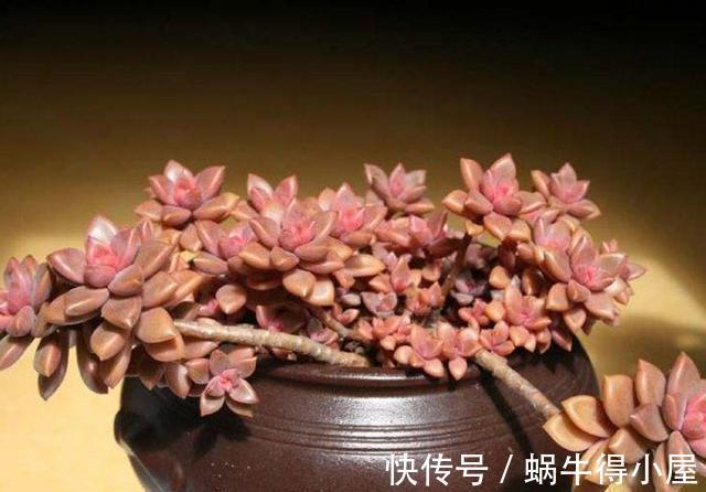 姬胧月|新手养多肉总是养不好,试试5个品种,皮实好养颜值高