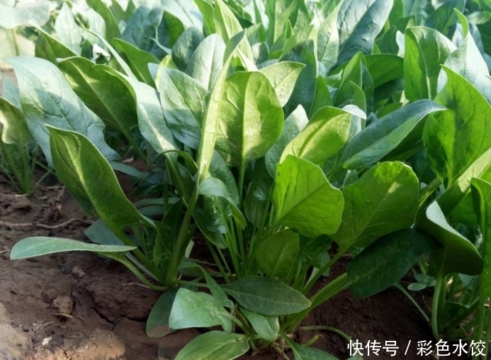 菠菜和此物一起煮,不贫血了,保护视力,排出体内黑臭宿便?