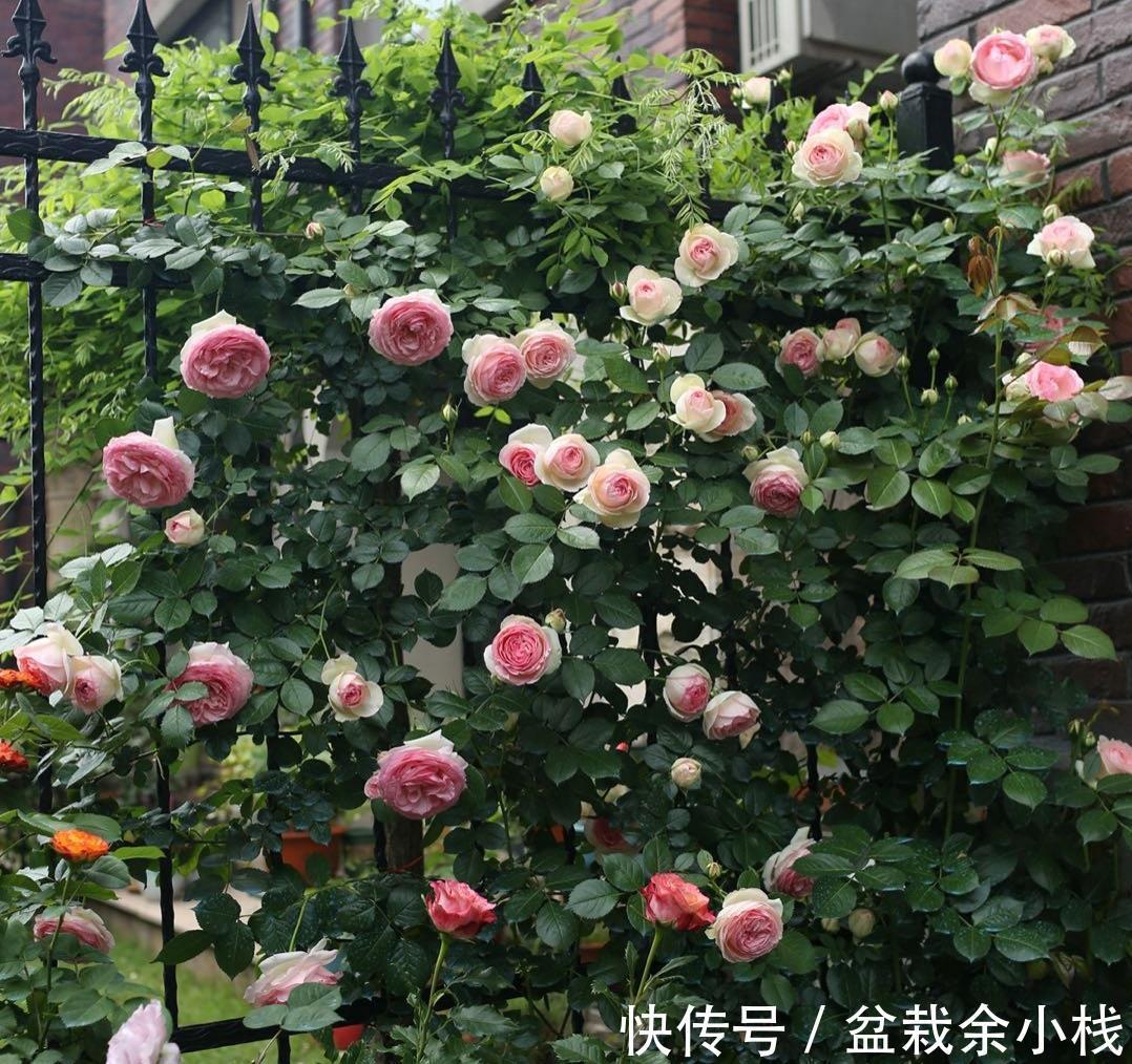 盆栽|养藤本月季,观花赏叶,室外地栽、室内盆栽该注意哪些地方?