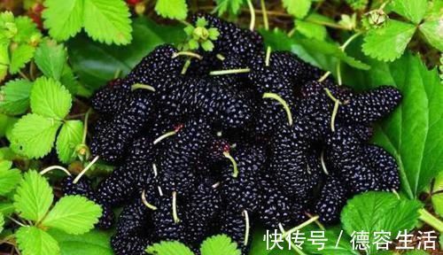 雄性激素|男人吃羊腰其实并不养肾,真正养肾的是4物,或许知道的人太少