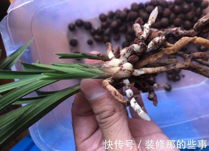 体检|6种情况,要给兰花翻盆,第1是“例行体检”,后2种建议忍耐一下