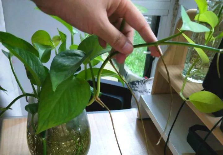 气根|茉莉花扦插有机关,砍这一段枝条,插土里3天就活!