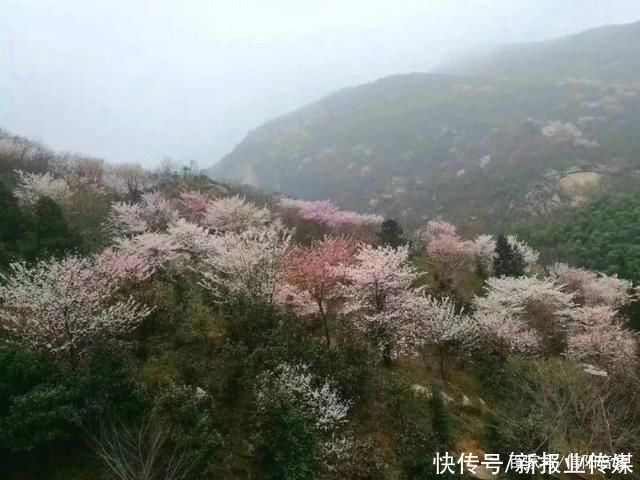 雨淞|鸡公山春来早，春节踏青赏花正当时