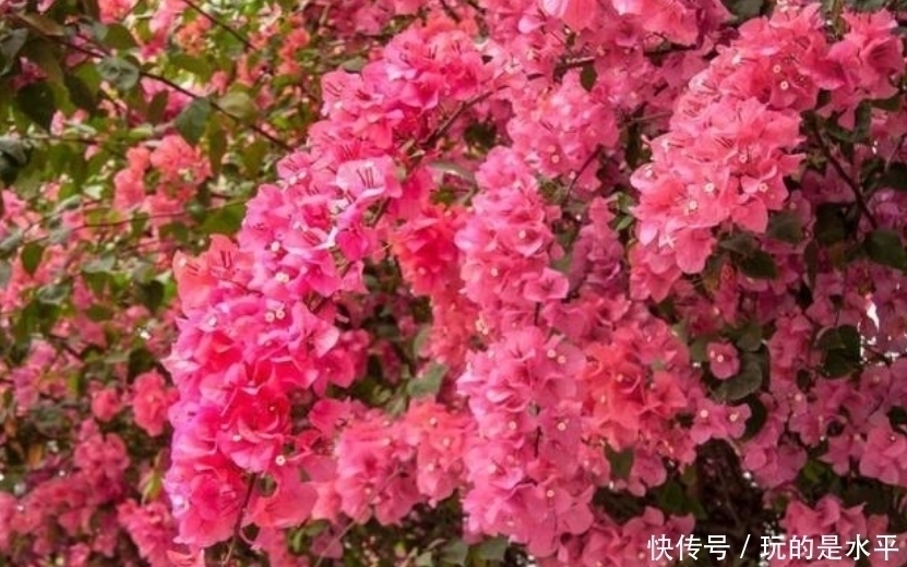 三角梅|4种花最适合阳台养,好养又漂亮,花朵开满枝头,一开就是300天!