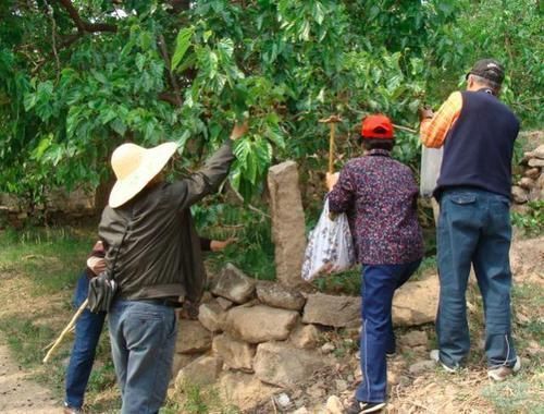 正宗|即将消失的三种农村水果,“正宗”农村人都吃过,第三种像音符