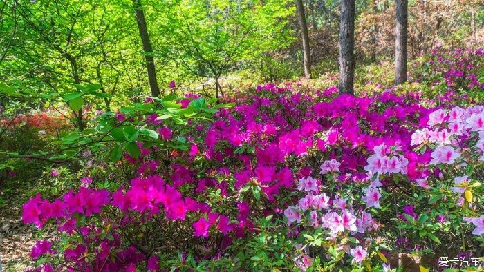 郊野公园看春花