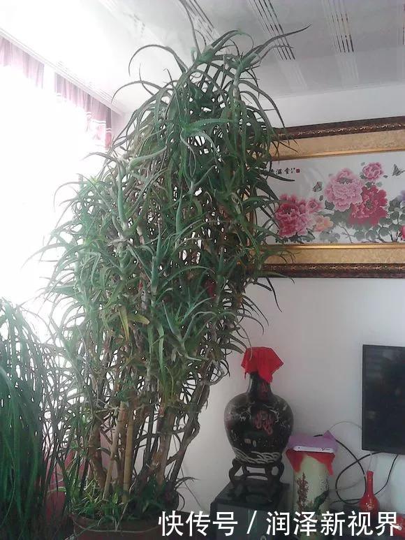 烂根|20年的玉树,10年的芦荟,枝干“胳膊粗”,是这样养成的