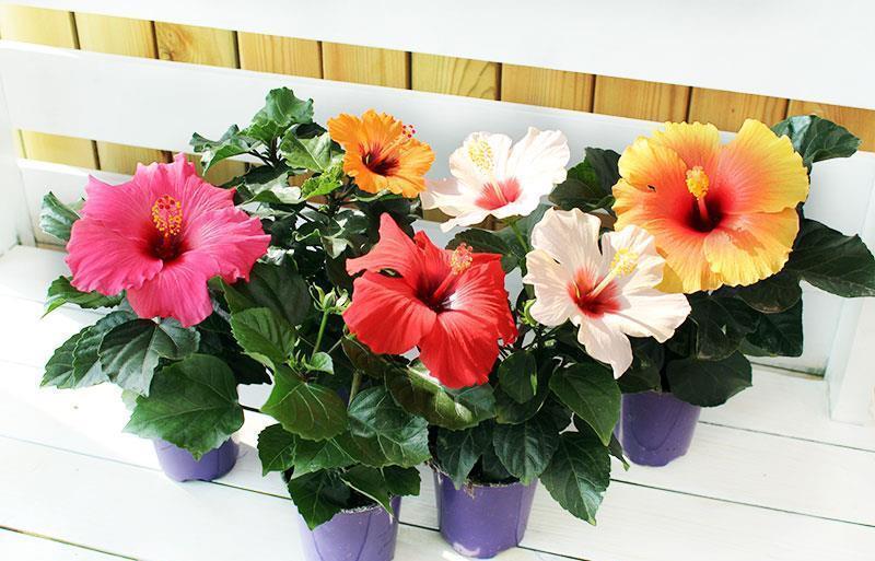 高温40度，6种花“尽情晒”，越晒越开花，密密匝匝一大盆，漂亮