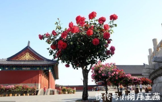 花中皇后|再穷此花也要种2棵，被誉为“花中皇后”，冻不死，花开300天
