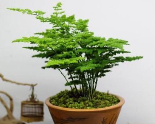 一大|养好文竹掌握4个要点,轻松告别干尖黄叶,郁郁葱葱一大丛