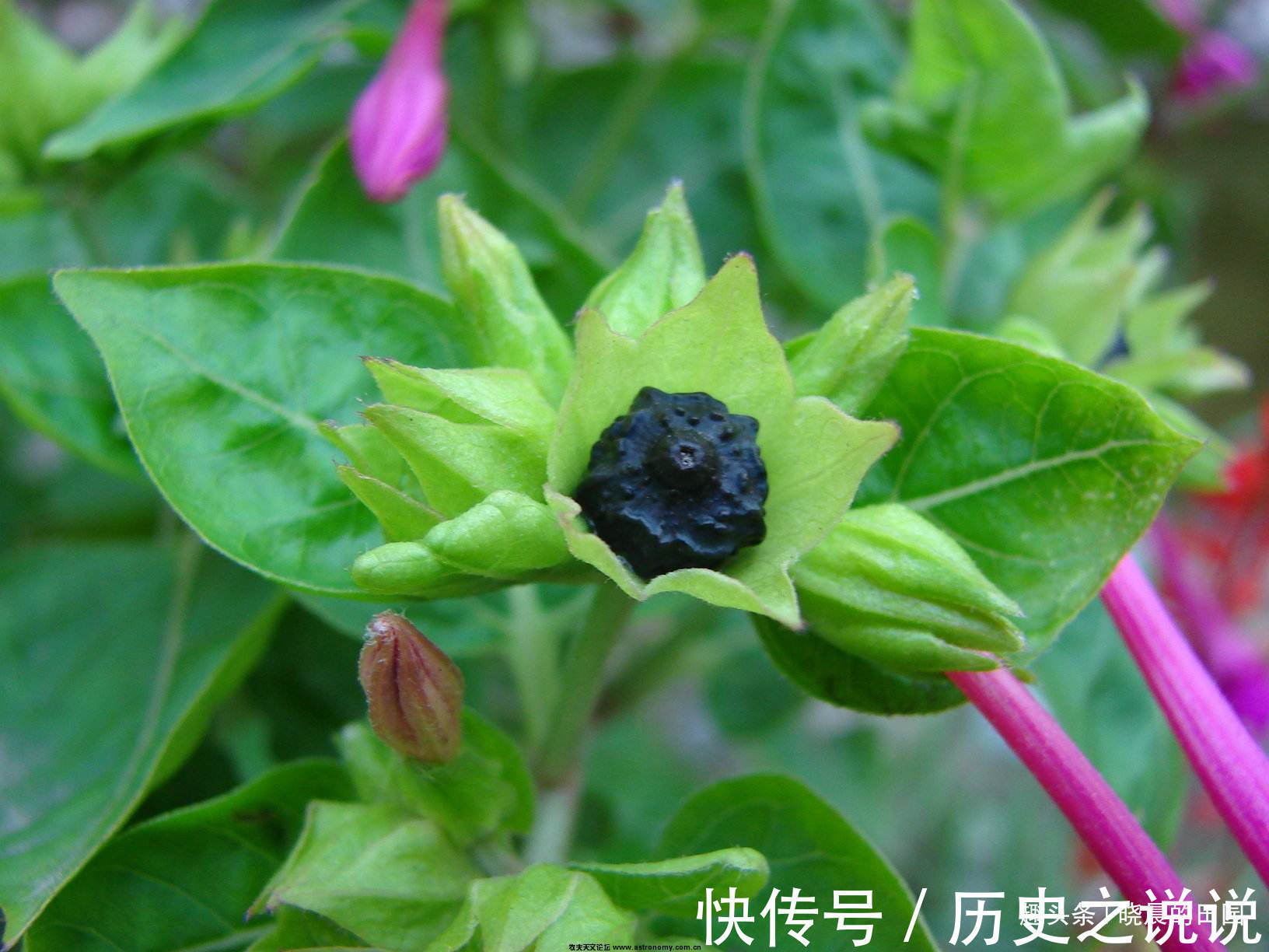 妇科病|十个女人九个妇科病,用此物泡水喝,面色红润了,子宫越来越干净