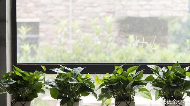 太多人不知道，在家里放上这几款植物，既能驱蚊还能吸甲醛