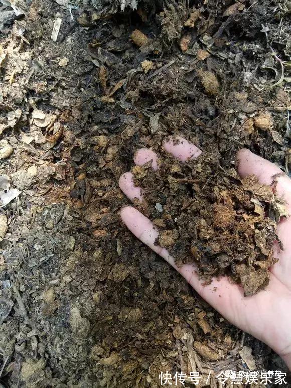 这2种“壳”丢了太可惜，埋花土里3年不板结，种什么花都旺！