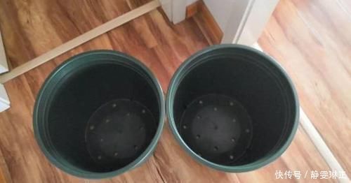 家里养花怎能少了它们!当花盆,独特、美观又省钱!