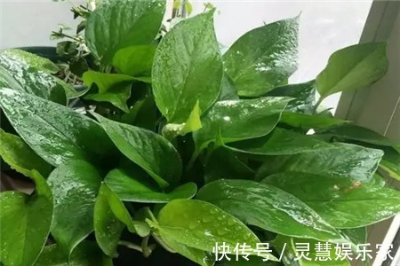 3种植物是老酒鬼,一喝啤酒就疯长,根本不用施肥!