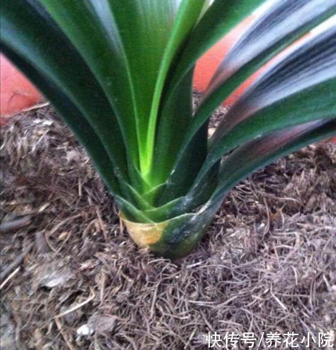 干松针采集后,怎样处理才能用来养花?教你松针土制作方法