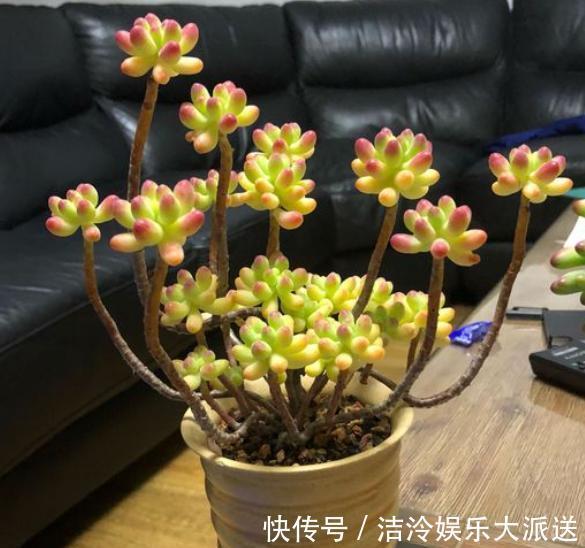 叶片|想让多肉出状态,从“2方面”下手,根壮叶肥,越长越美