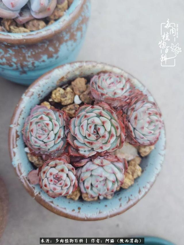 这些年养的那些多肉！附靠谱的多肉度夏小技巧！