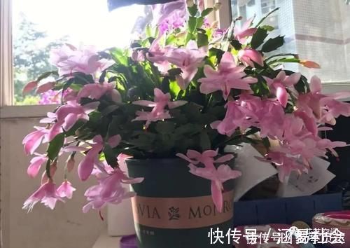 花根|这6种花，浇水越多死的越快，千万管住手，少浇水长得旺