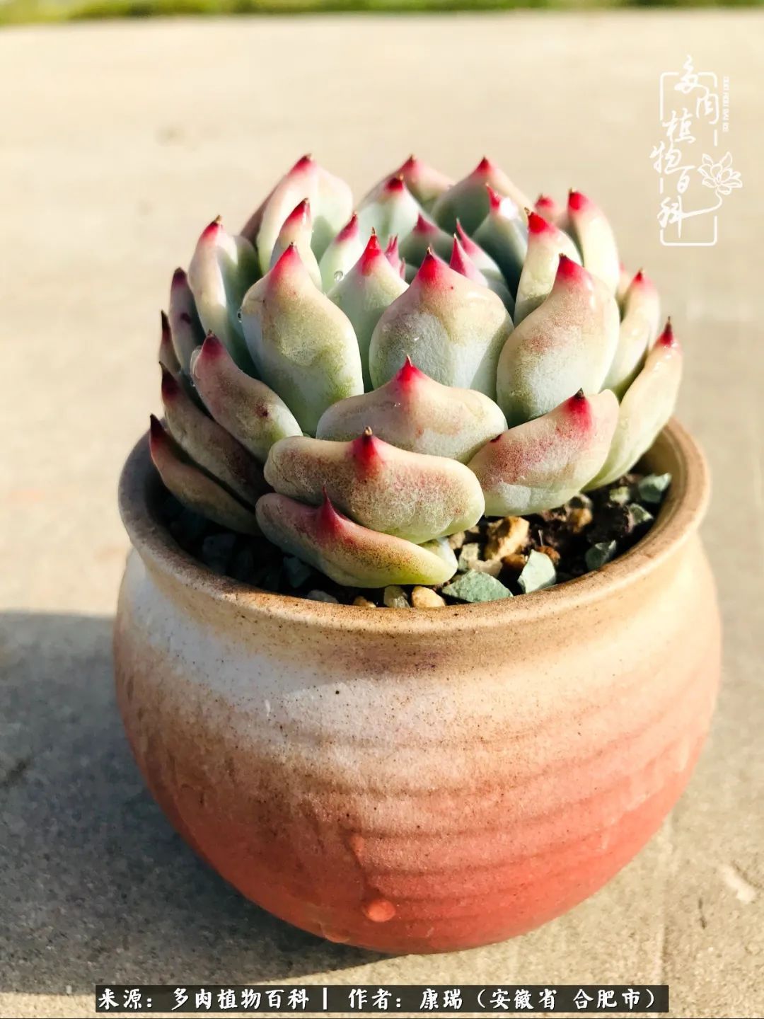 养肉之路,道阻且长,累的是身体,净的是心灵!