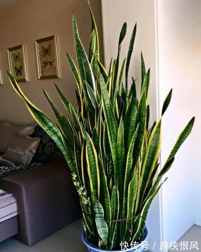 8种“招财树”,养在客厅里,高大笔挺,威武又气派,招财又旺宅