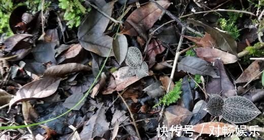 金线莲|这种野草被称为“软黄金”,农村遍地都是,见到了别踩,价格高