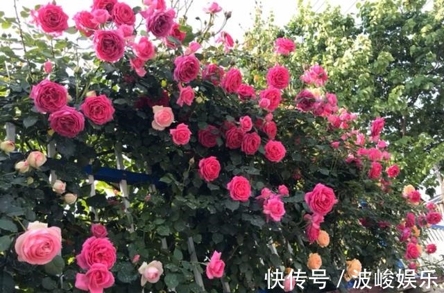 夏天|想要家里四季花开，这20种花，连续能开300天，完全不歇气