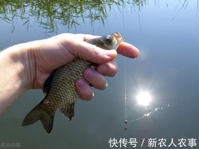 四川一女子钓鱼上瘾,野钓鲫鱼误入鲢鳙窝爆护,网友:难得遇一回