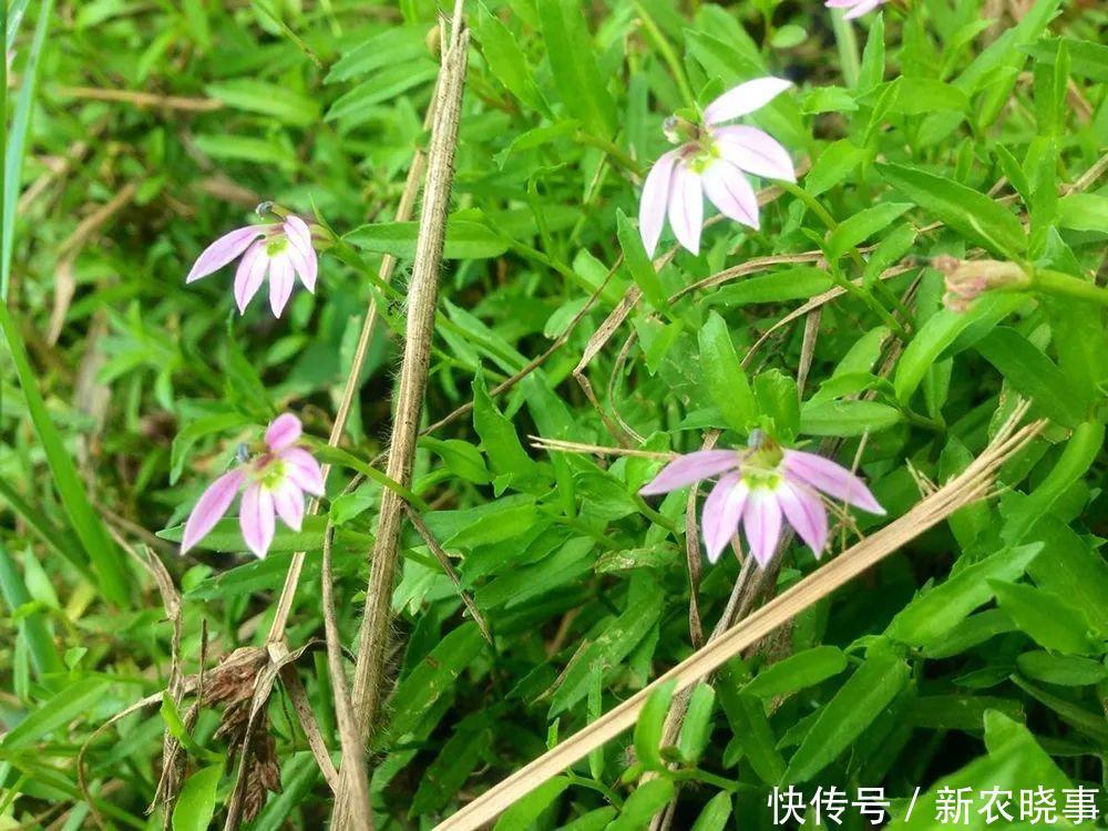 蛇痢草|水边一种野草，人称“蛇痢草”，蛇见到它就怕，民间常用于蛇咬伤