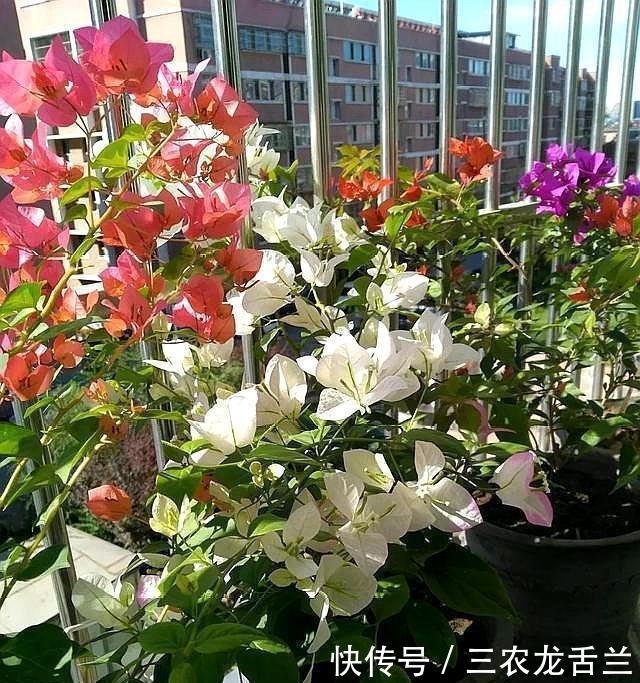 三角梅这样施肥, 根壮枝条粗, 不断出花苞, 一直开花不间断