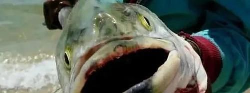 小伙钓鱼，鱼钩一沉以为是个大家伙，拉起钩来却从来没见过