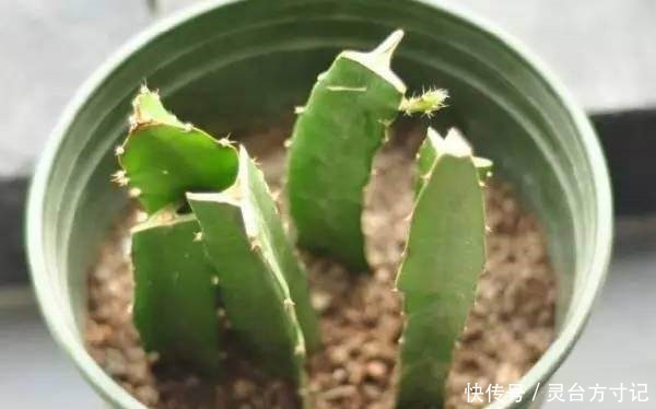 火龙果自己家也能种,好吃又美味,吃了都得醉!