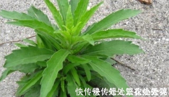 杀菌消炎|农村一野草,农民见1个拔1个,可杀菌消炎,已有人开始大量种植
