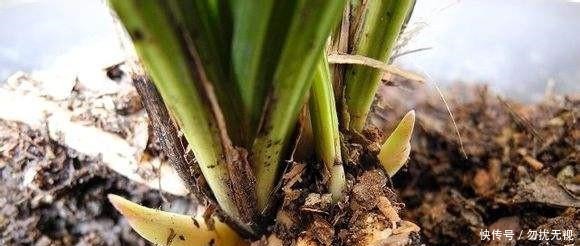 花盆|路边捡一把扔到花盆里，土壤肥的流油，根壮不腐烂，3年不用换土！