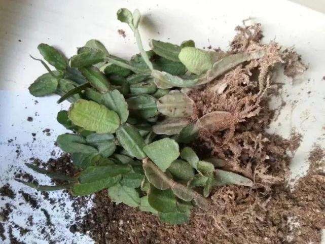 蟹爪兰叶子发蔫那不是缺水，而是根烂了！