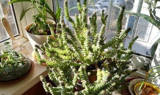 钱串景天、星乙女,多肉里的吉祥物,好看好养,还能招财!