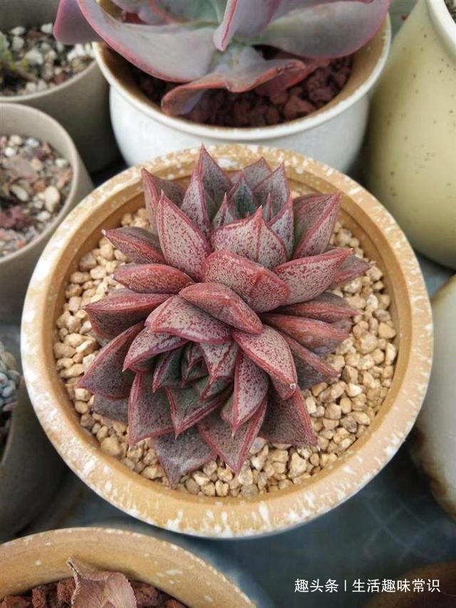 蛋壳掺土“喂”多肉植物,生的熟的用哪种