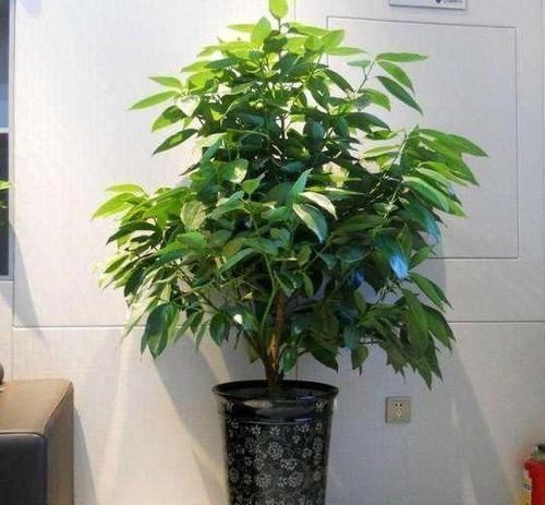 修剪|4种花卉耐旱、好养活，在家盆栽30天浇水一次，植株越长越旺