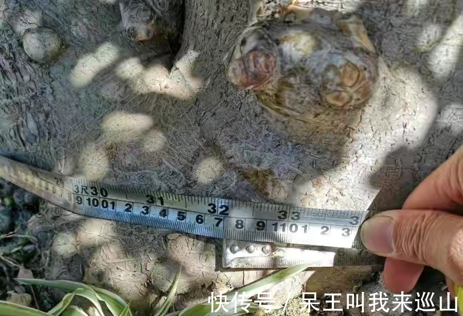 隔壁王大爷家养了18年的玉树又开花了!他说:要想玉树开花并不难