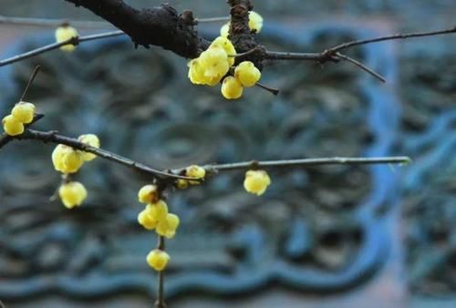 珠珠|花期正好!趵突泉畔的玉兰蜡梅绽放啦!喜气洋洋迎新春!